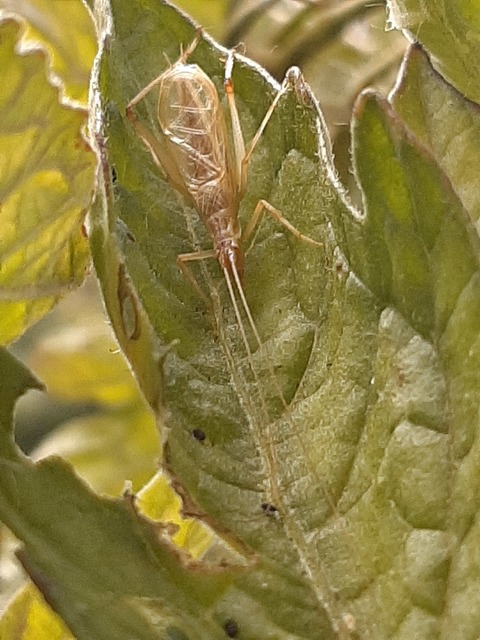 Oecanthus pellucens - pirregőtücsök