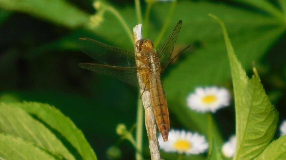Crocothemis erythraea - skarlát szitakötő