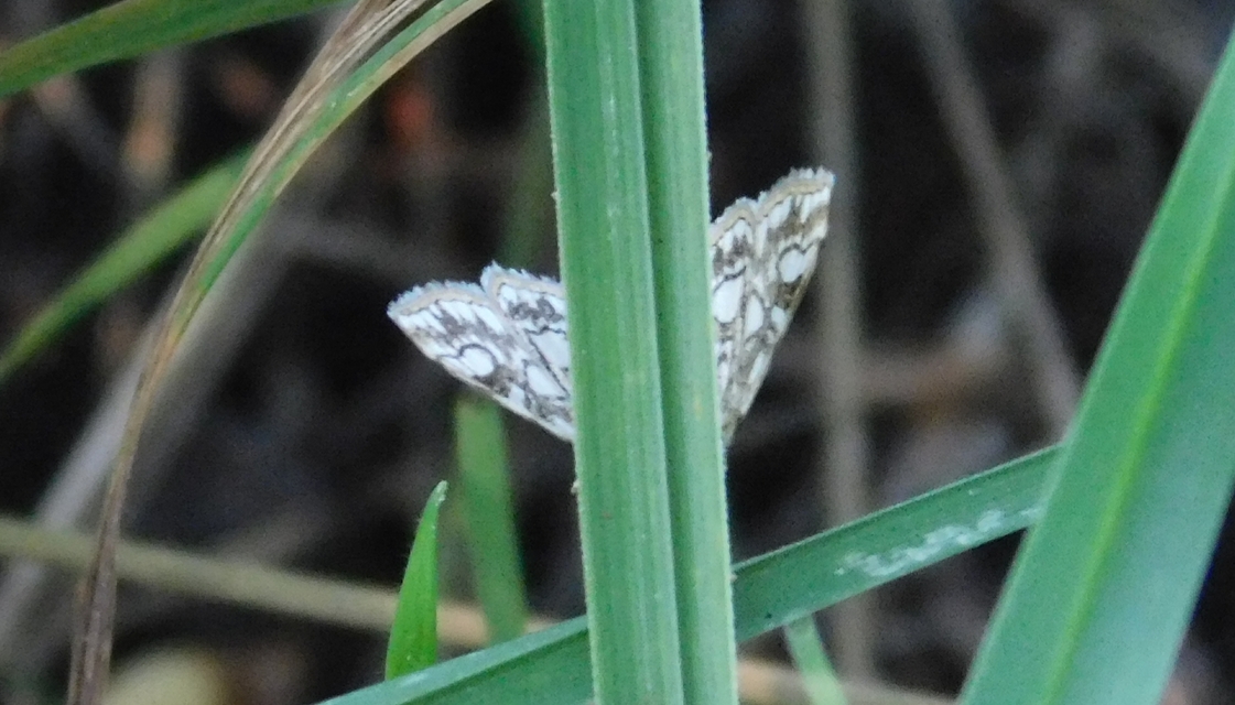 Elophila nymphaeata - tarka vízimoly