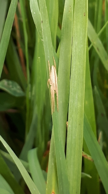 Tibellus