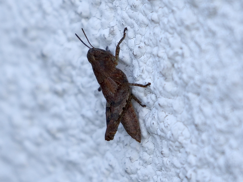 Pezotettix giornae - kis hegyisáska