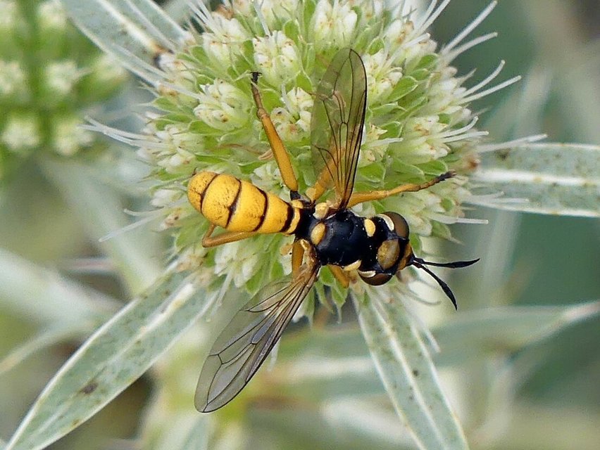 Conops silaceus