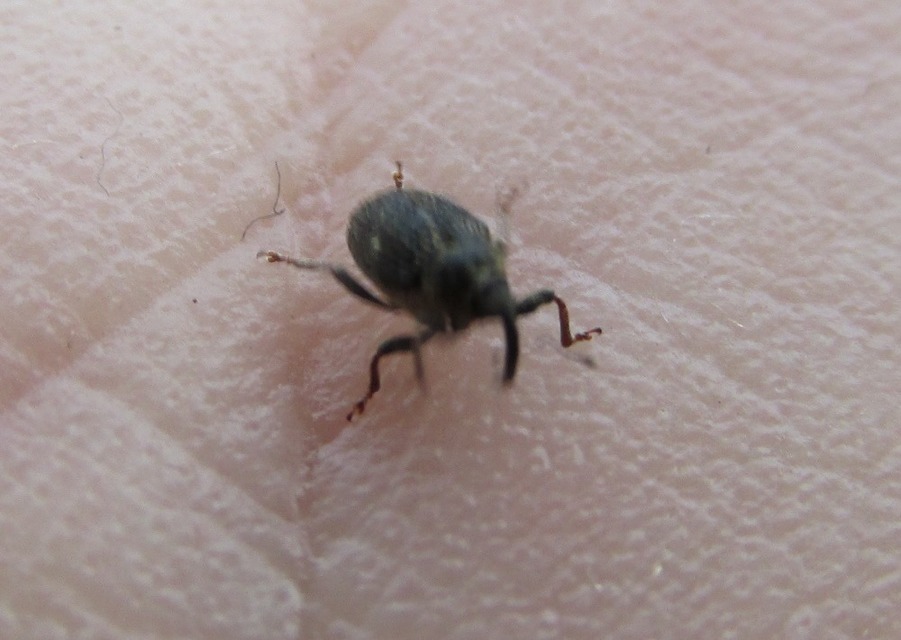 Nedyus quadrimaculatus - közönséges csalánormányos