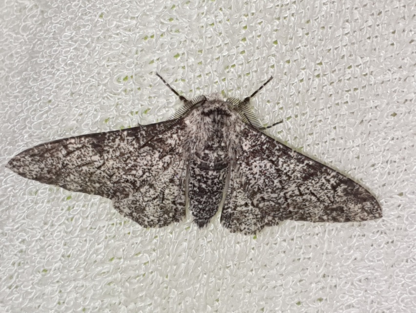 Biston betularia - szürkepettyes araszoló