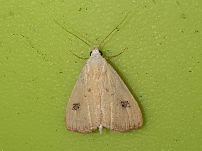 Rivula sericealis - selymes lórombagoly
