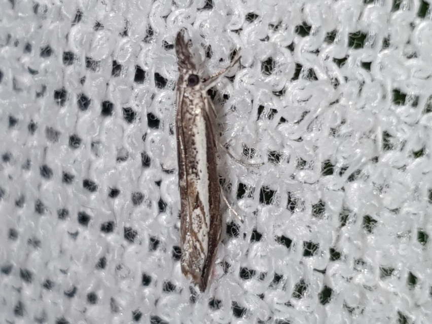 Platytes alpinella - moharágómoly