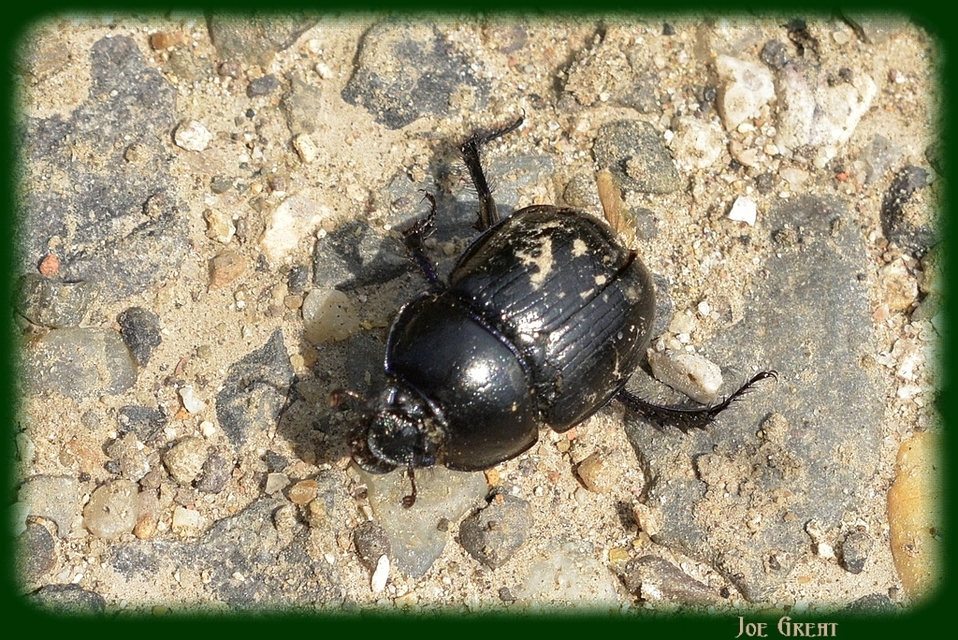 Anoplotrupes stercorosus - erdei álganéjtúró
