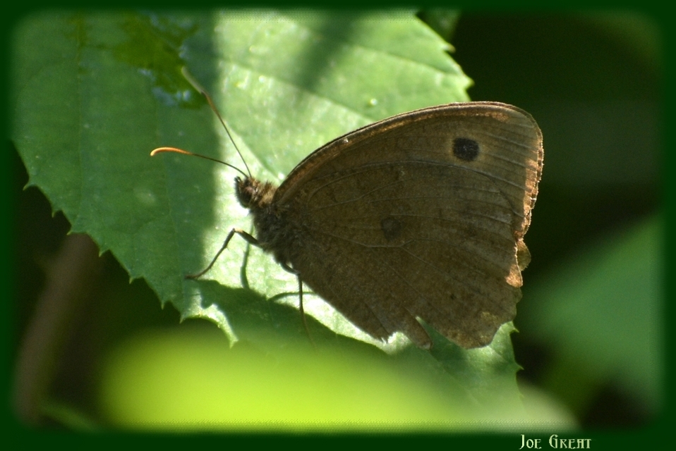 Minois dryas - fekete szemeslepke