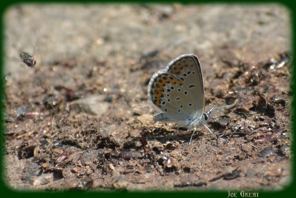 Plebejus argyrognomon - tintakék boglárka