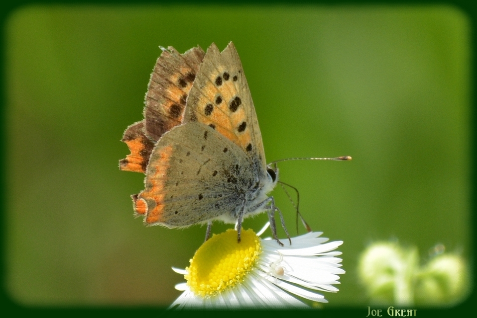 Lycaena phlaeas - közönséges tűzlepke