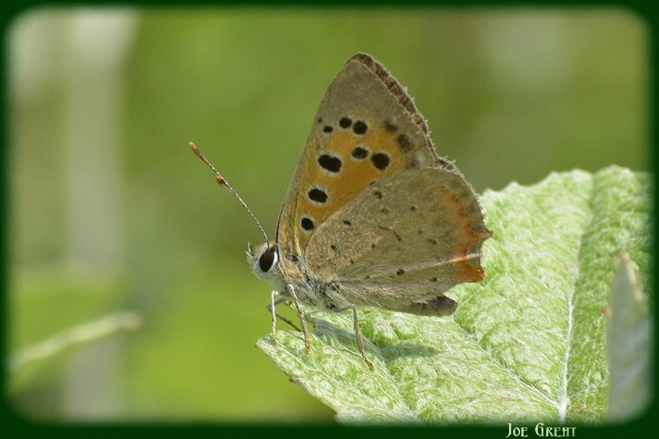 Lycaena phlaeas - közönséges tűzlepke
