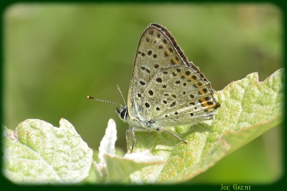 Lycaena tityrus - barna tűzlepke