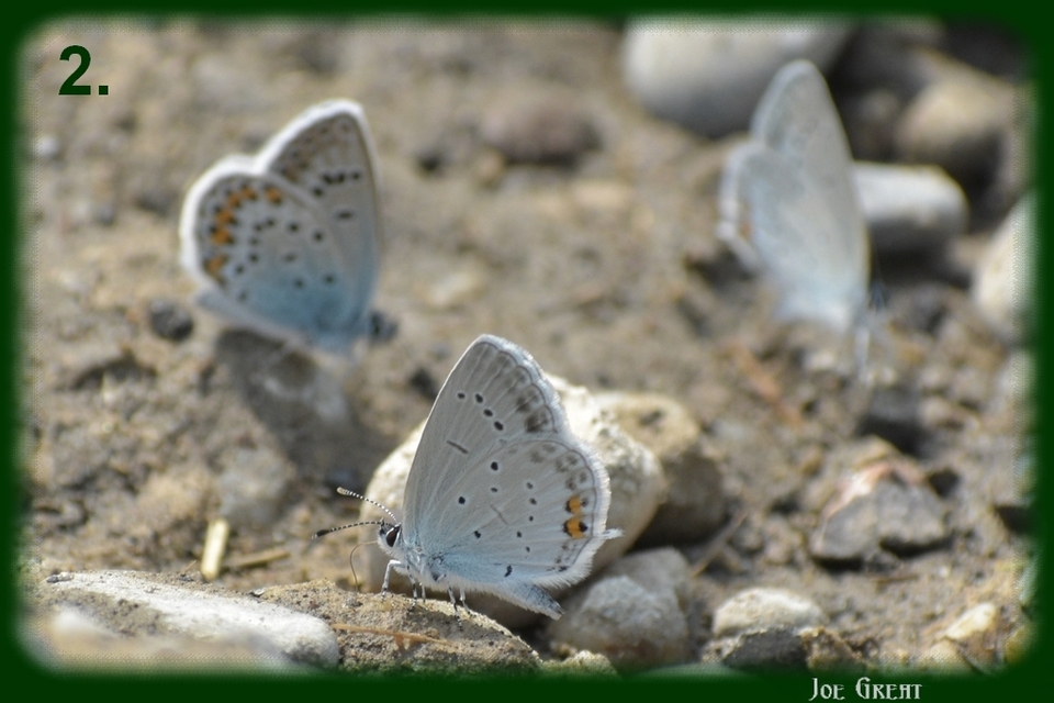 Plebejus argus - ezüstös boglárka