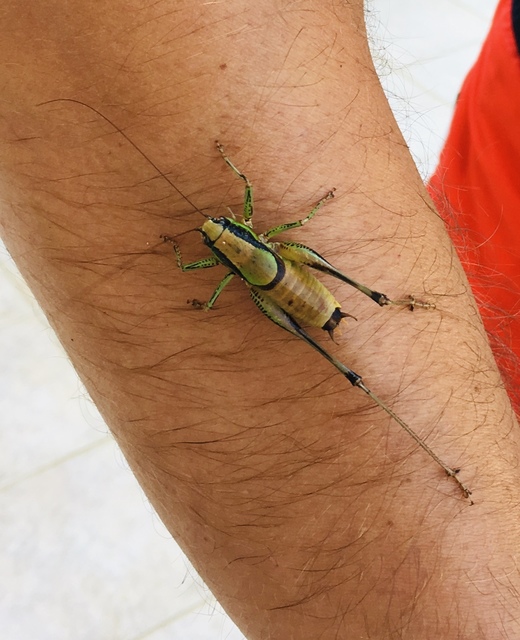 Eupholidoptera schmidti