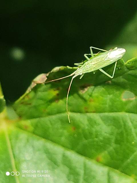 Trigonotylus