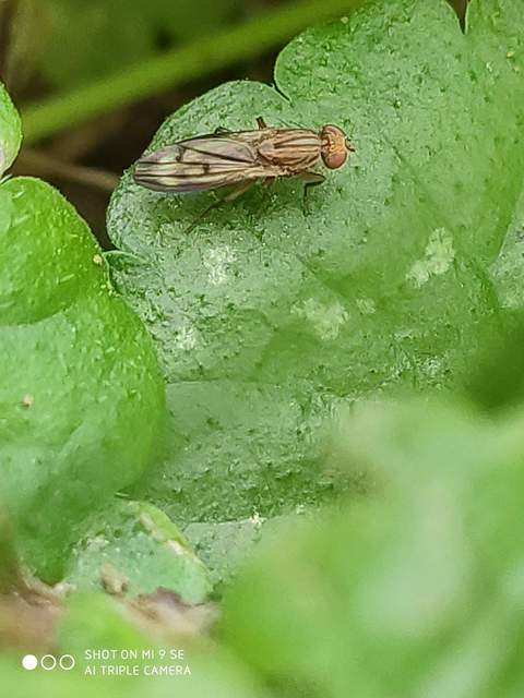 Opomyza germinationis