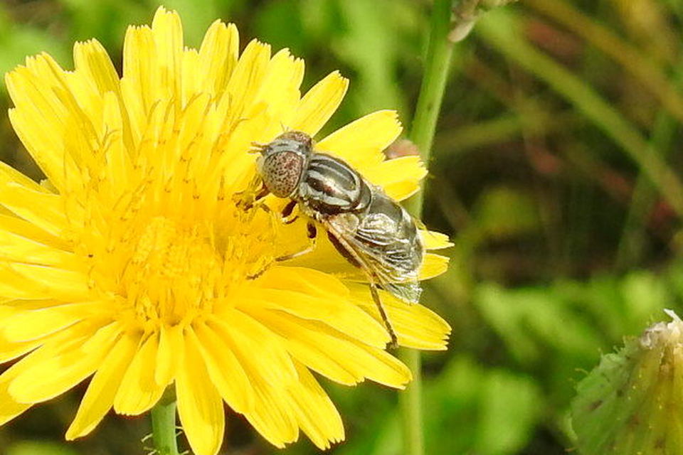 Eristalinus aeneus - bronzos foltosszeműlégy