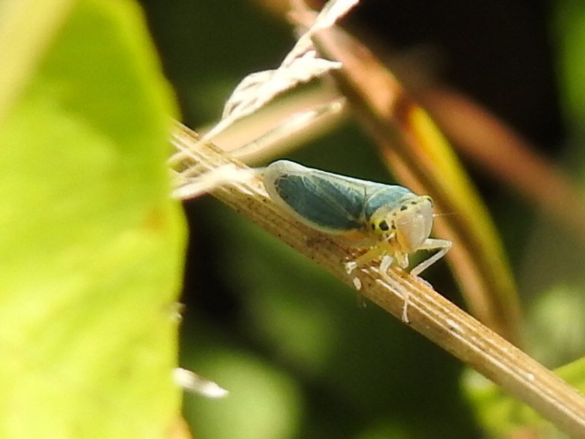 Cicadella viridis - méregzöld kabóca