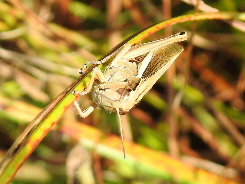 Stethophyma grossum - tundrasáska