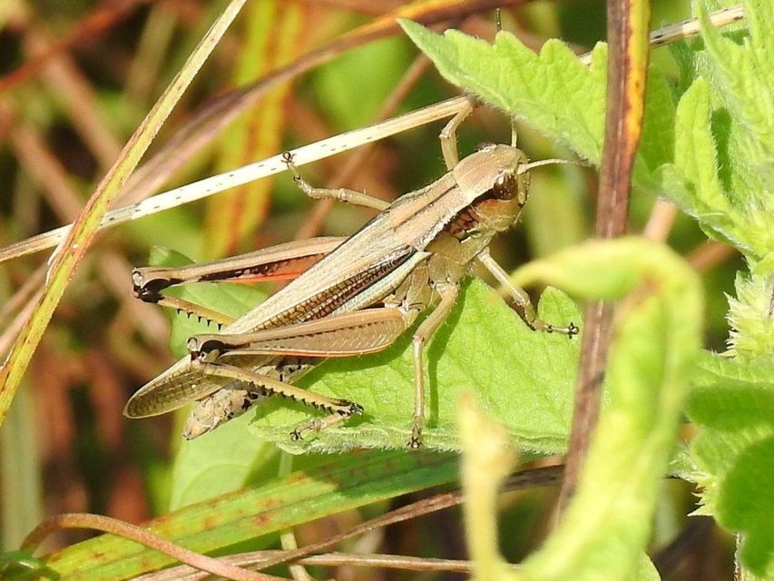 Stethophyma grossum - tundrasáska