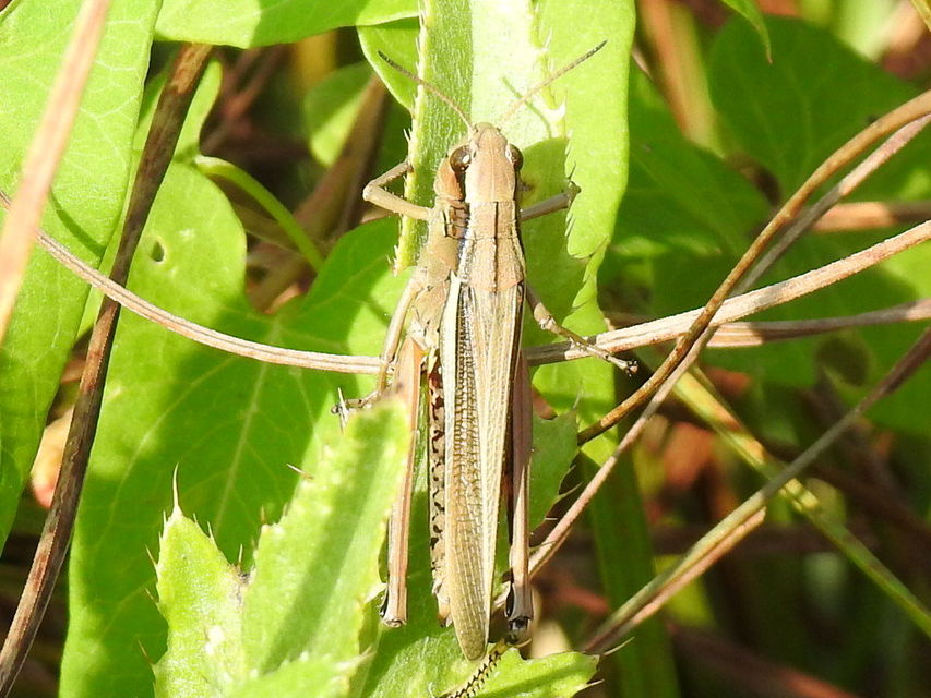 Stethophyma grossum - tundrasáska