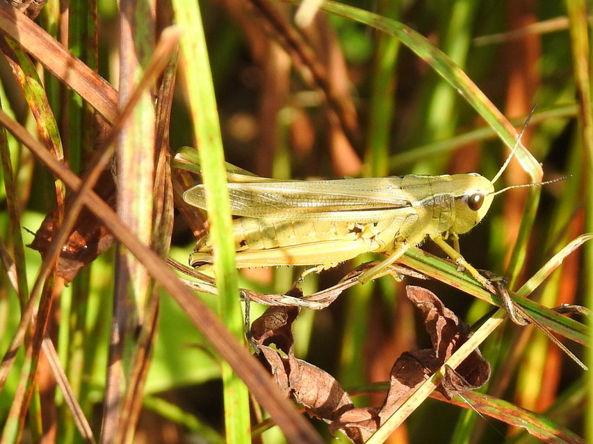Stethophyma grossum - tundrasáska