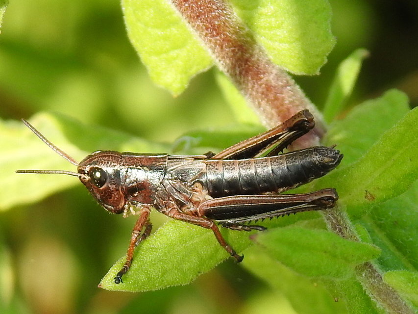 Stethophyma grossum - tundrasáska