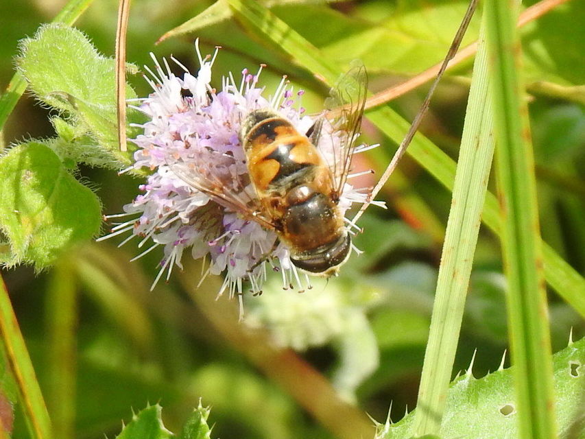 Eristalis tenax - közönséges herelégy