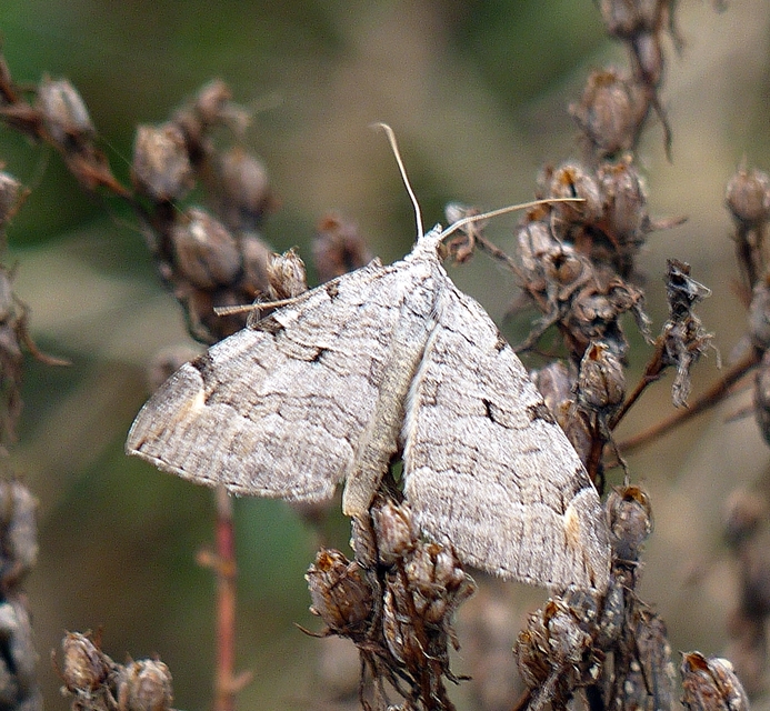 Aplocera efformata/plagiata