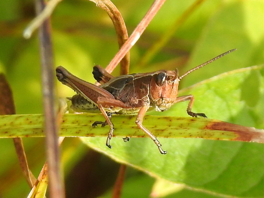 Stethophyma grossum - tundrasáska