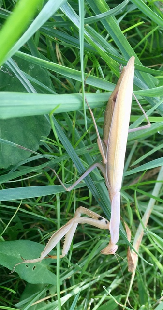 Mantis religiosa - imádkozósáska