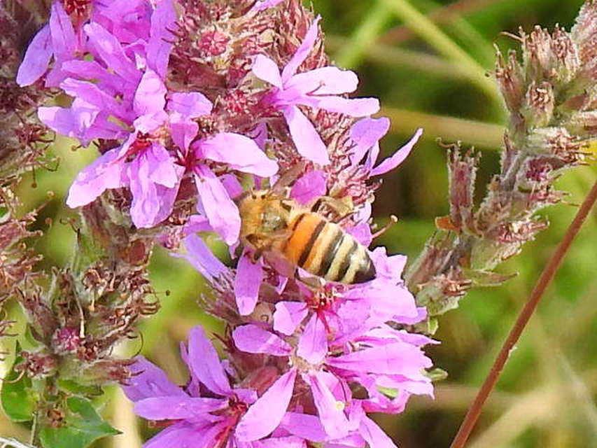 Apis mellifera - háziméh