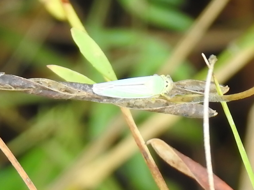 Cicadella viridis - méregzöld kabóca