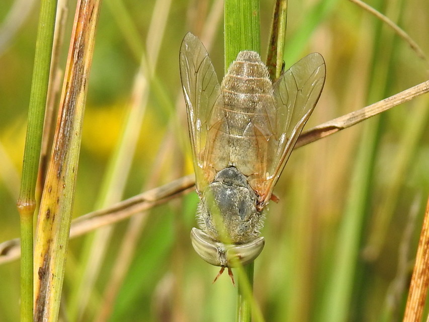 Tabanidae - böglyök