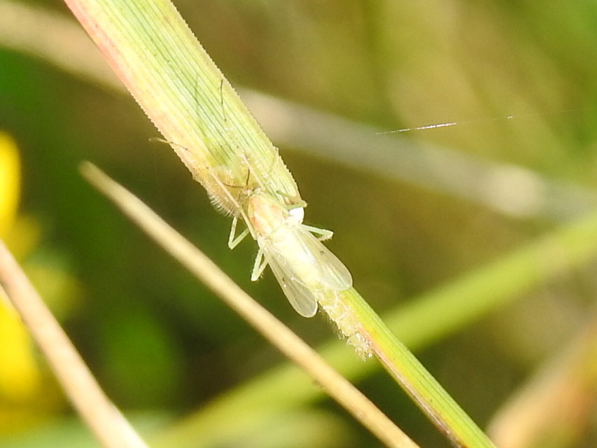 Chironomini