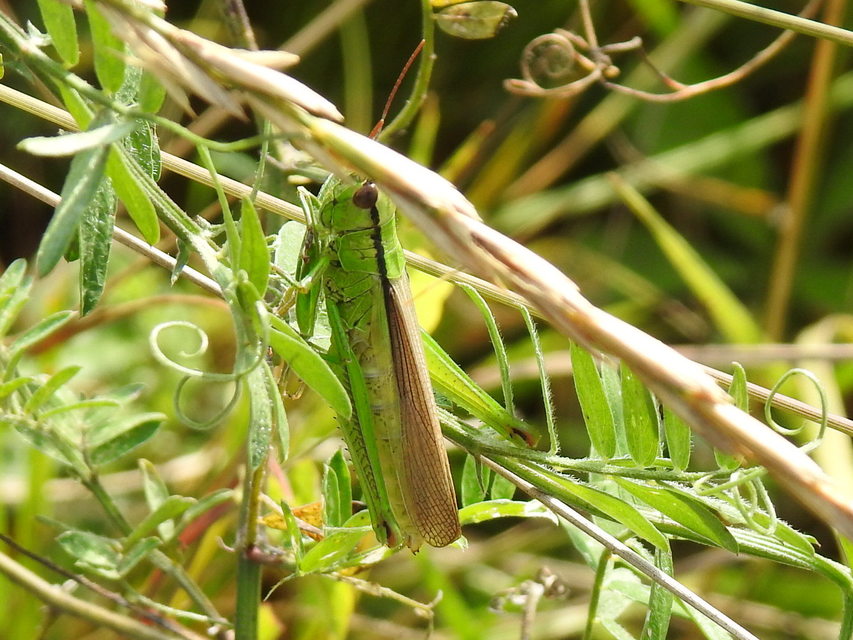 Mecostethus parapleurus - hagymazöld sáska