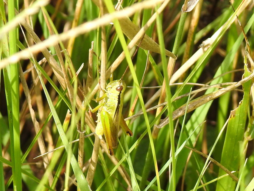 Mecostethus parapleurus - hagymazöld sáska