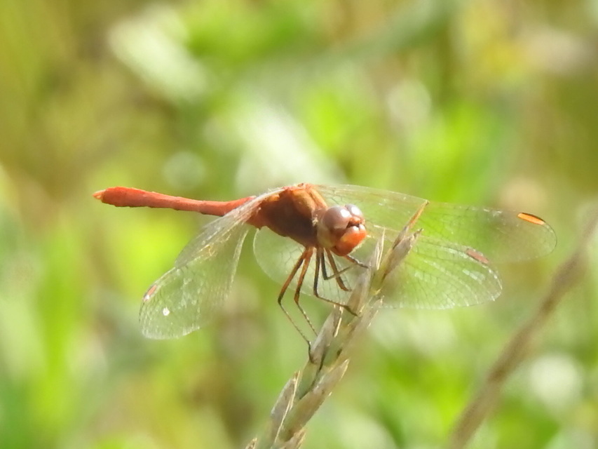 Sympetrum meridionale - fakó katona-szitakötő