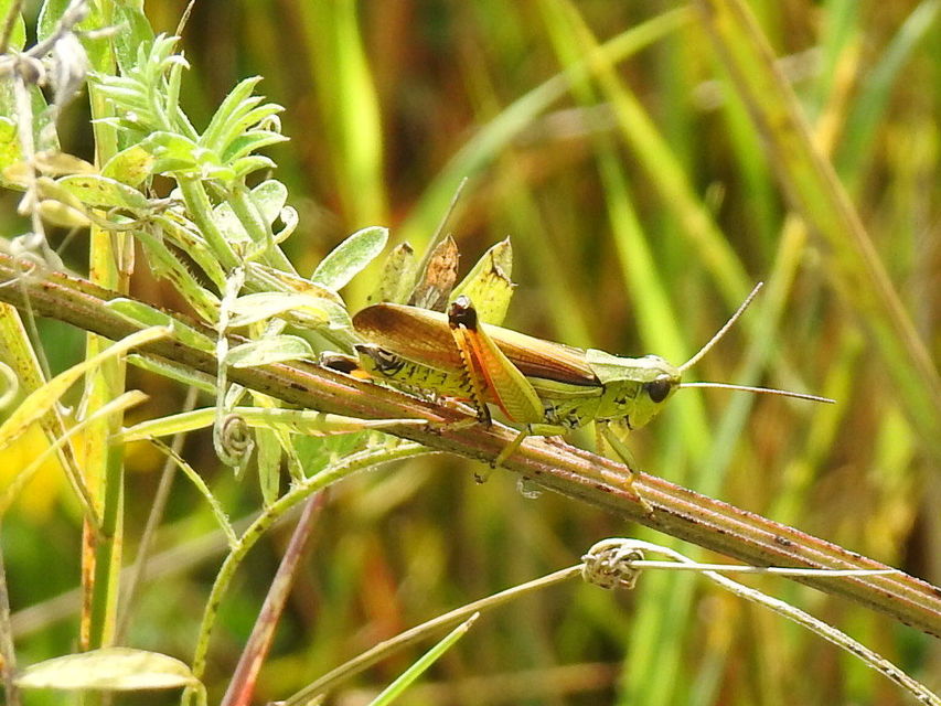 Stethophyma grossum - tundrasáska