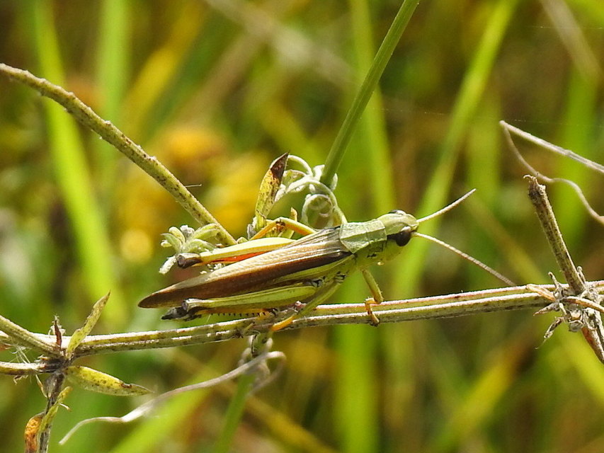 Stethophyma grossum - tundrasáska