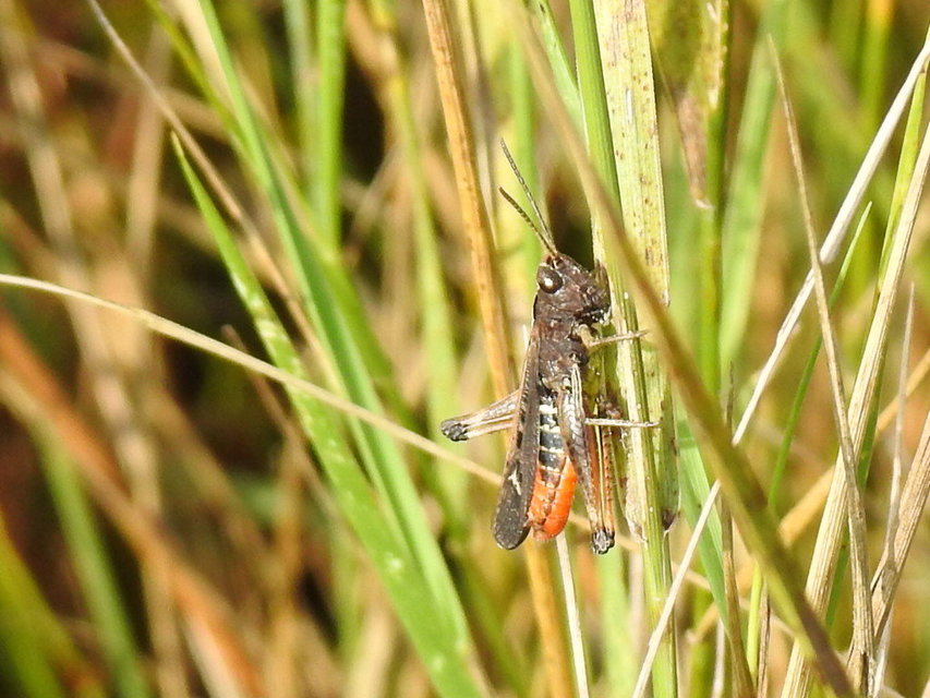 Omocestus rufipes - vöröshasú tarlósáska