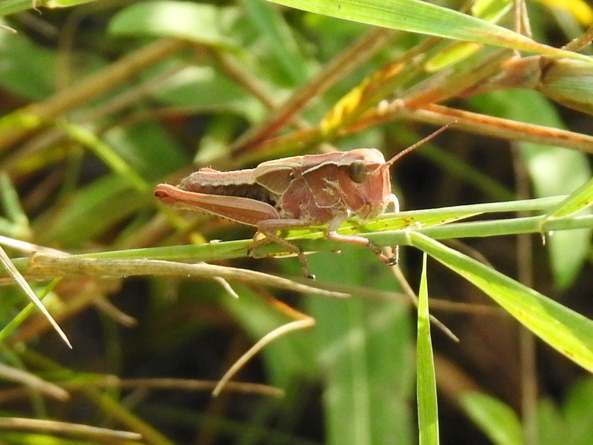 Stethophyma grossum - tundrasáska