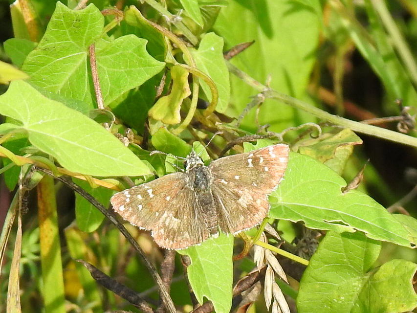 Pyrgus armoricanus - feles busalepke