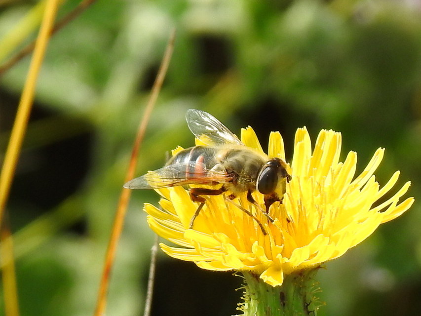 Eristalis tenax - közönséges herelégy