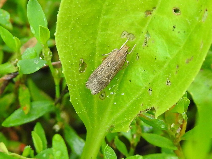 Helcystogramma triannulella - szuláksodró lápimoly
