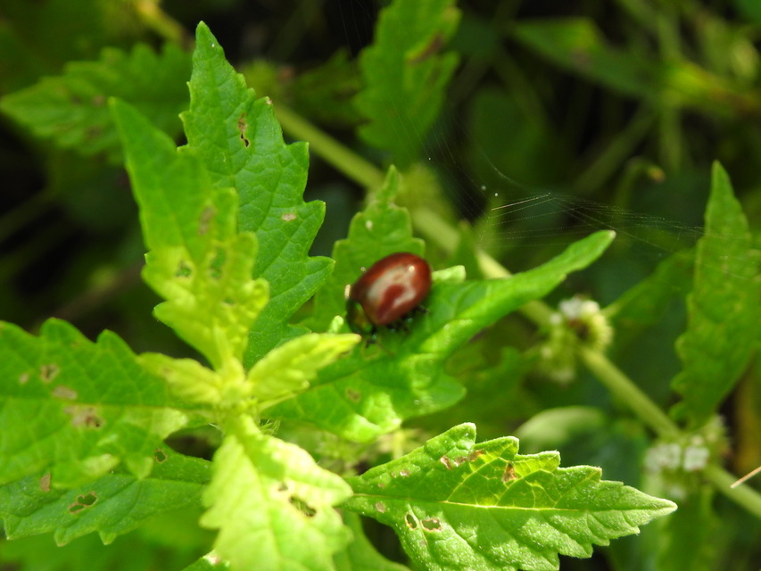 Chrysolina polita - réti mentalevelész Chrysolina polita - réti mentalevelész