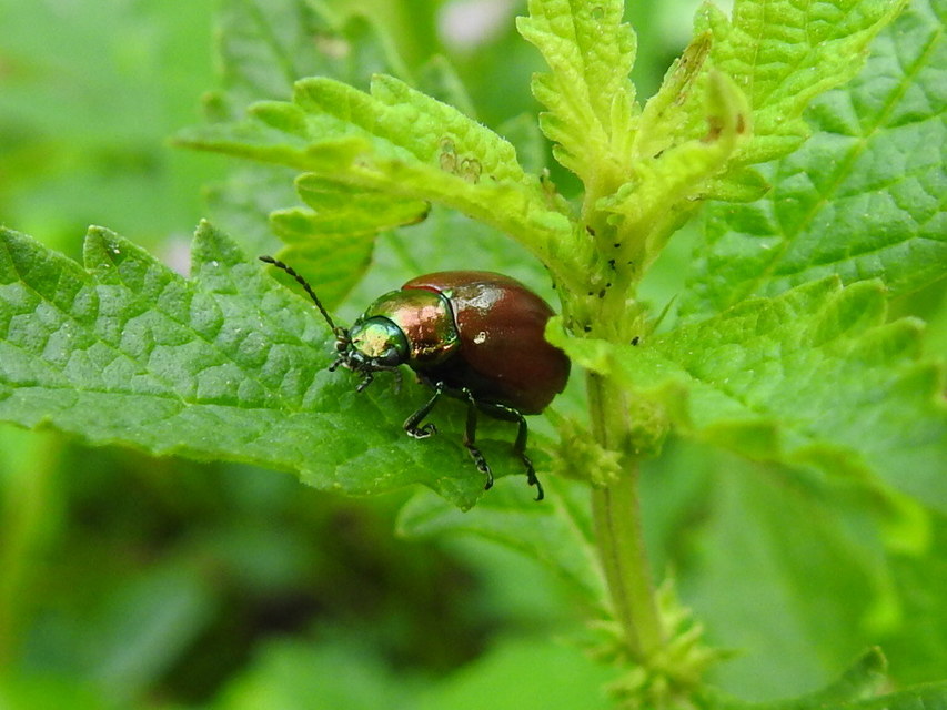 Chrysolina polita - réti mentalevelész Chrysolina polita - réti mentalevelész