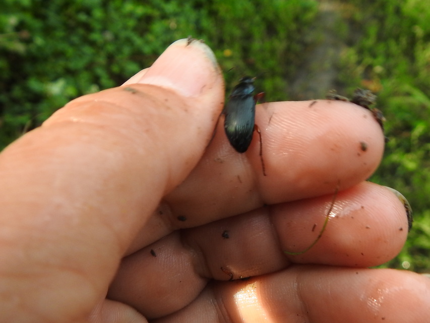 Ophonus azureus - azúrkék bársonyfutó