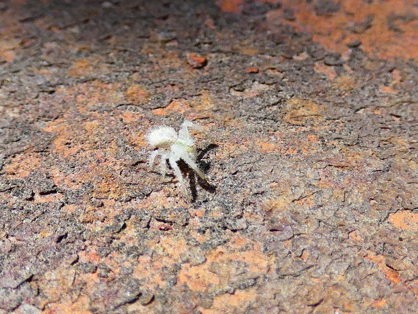 Heriaeus