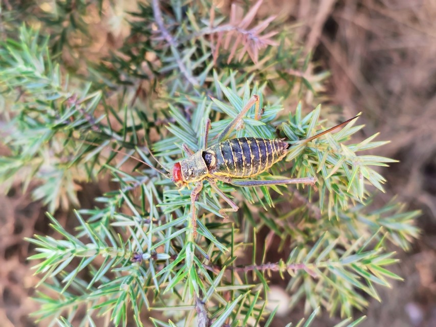 Ephippiger discoidalis